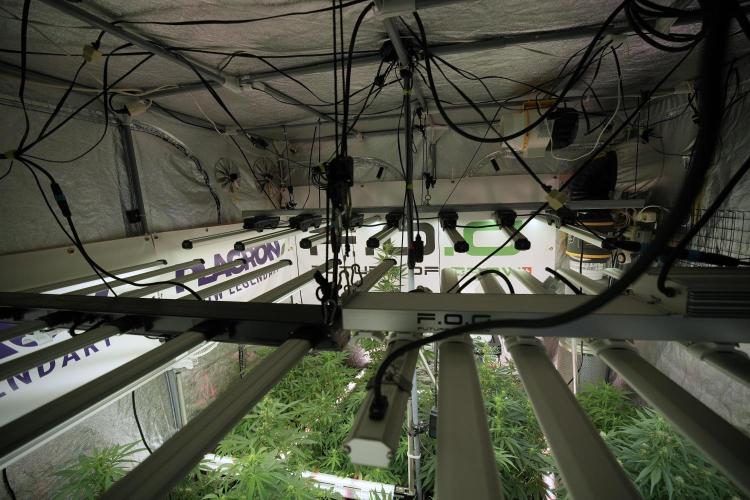 LSD Zamnesia Trippping. Week 8 - Room and Vibes