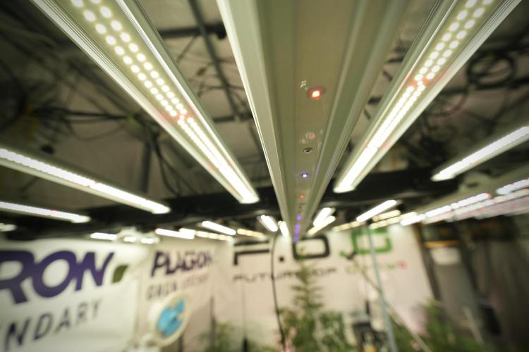 LSD Zamnesia Trippping. Week 8 - Room and Vibes