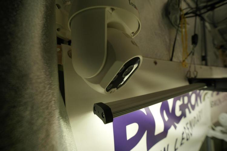 LSD Zamnesia Trippping. Week 8 - Room and Vibes