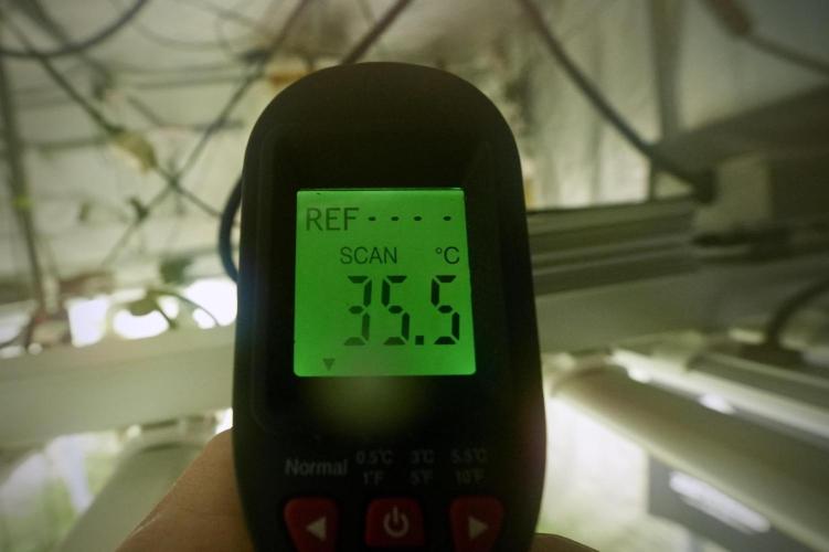 LSD Zamnesia Trippping. Week 8 - Room and Vibes