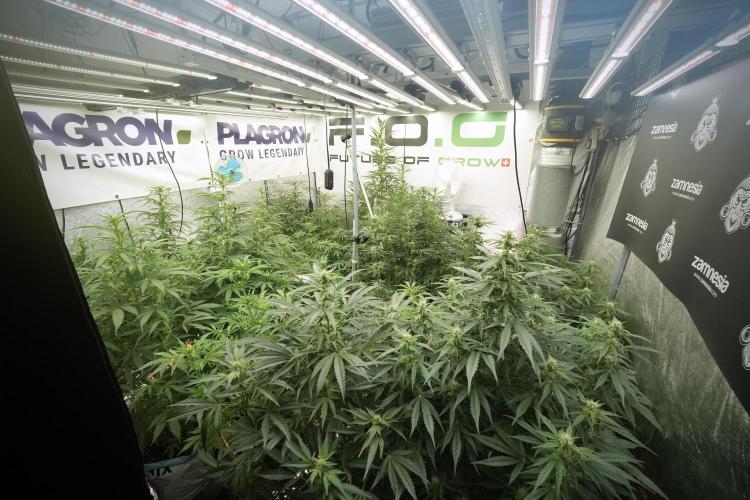 LSD Zamnesia Trippping. Week 8 - Room and Vibes