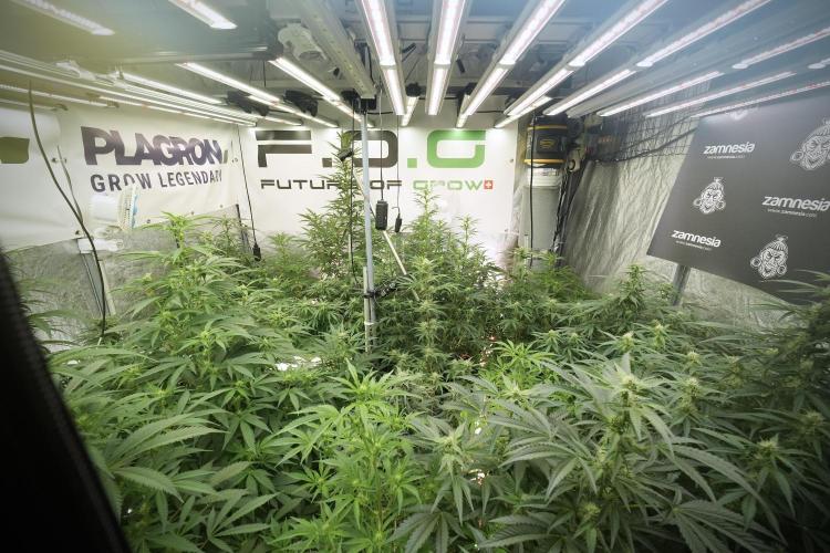 LSD Zamnesia Trippping. Week 8 - Room and Vibes