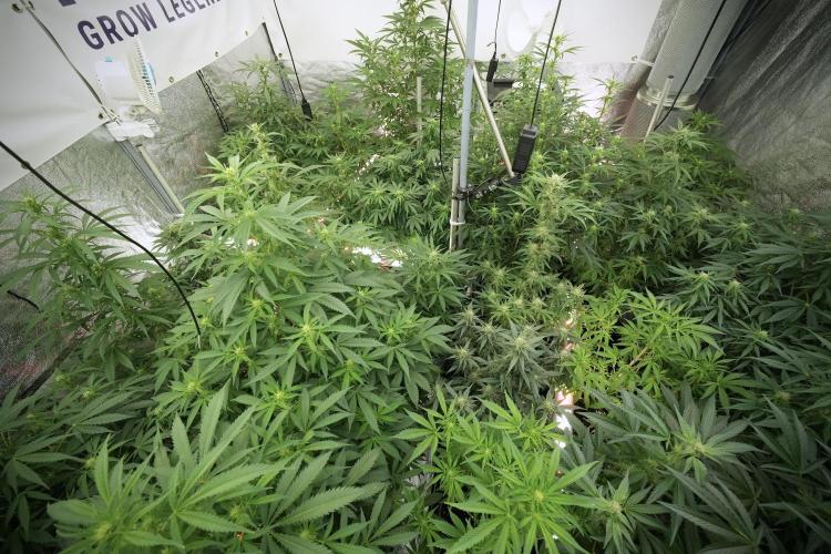 LSD Zamnesia Trippping. Week 8 - Room and Vibes