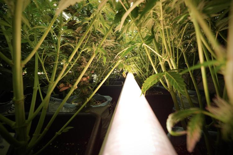 LSD Zamnesia Trippping. Week 8 - UCLUCL