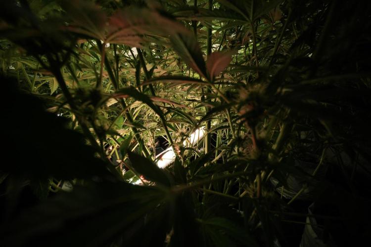 LSD Zamnesia Trippping. Week 8 - UCL