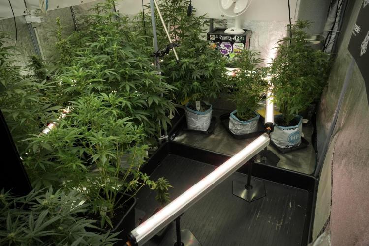 LSD Zamnesia Trippping. Week 8 - Room and Vibes