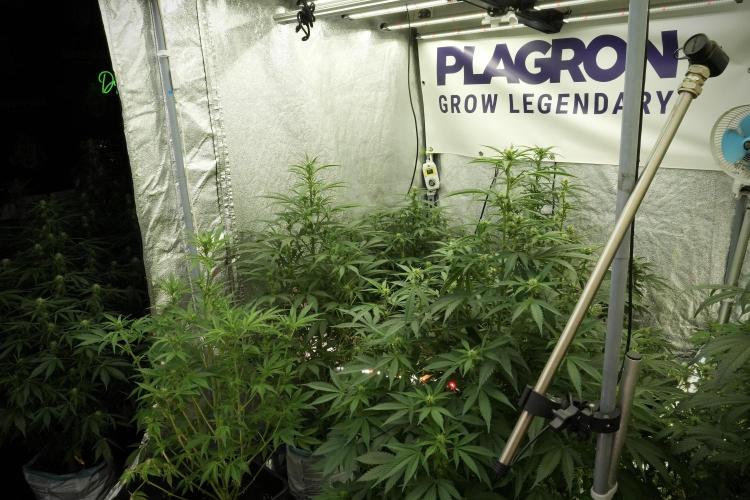 LSD Zamnesia Trippping. Week 8 - Room and Vibes