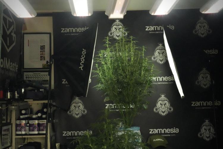 LSD Zamnesia Trippping. Week 8 - Room and Vibes