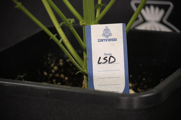 LSD Zamnesia Trippping. Week 8 - LSD 12/12 From seed