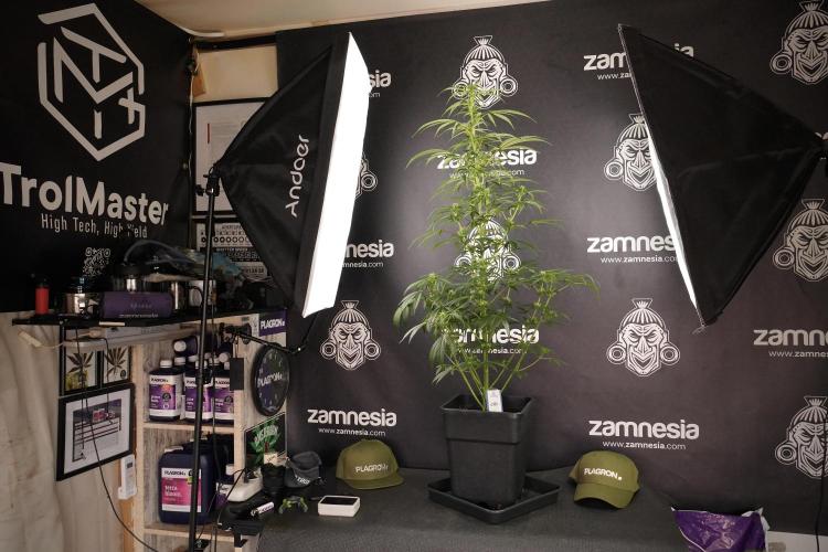 LSD Zamnesia Trippping. Week 8 - LSD 12/12 From seed