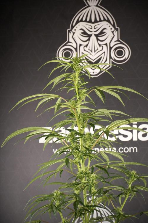 LSD Zamnesia Trippping. Week 8 - LSD 12/12 From seed