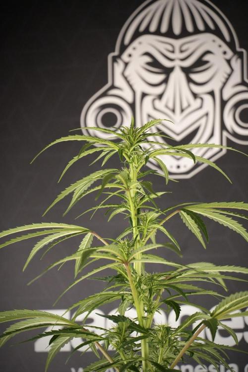 LSD Zamnesia Trippping. Week 8 - LSD 12/12 From seed