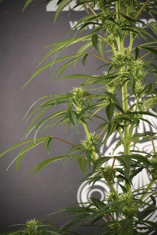 LSD Zamnesia Trippping. Week 8 - LSD 12/12 From seed