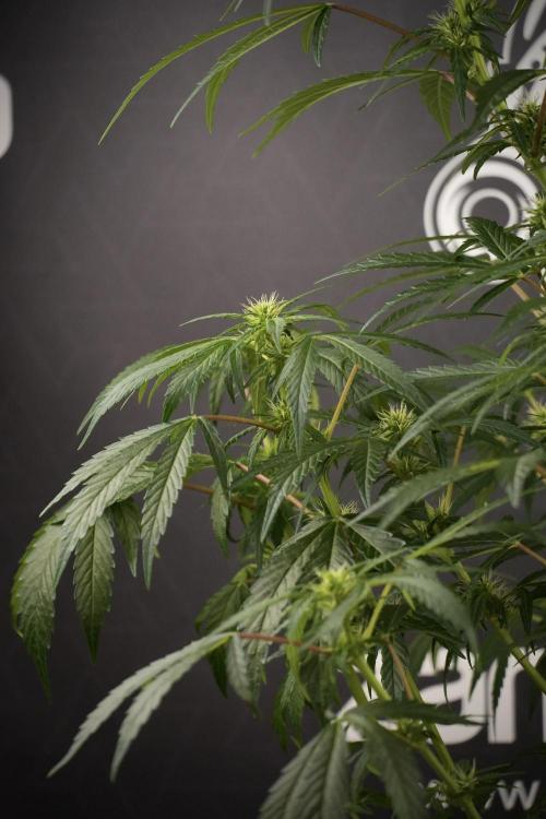 LSD Zamnesia Trippping. Week 8 - LSD 12/12 From seed