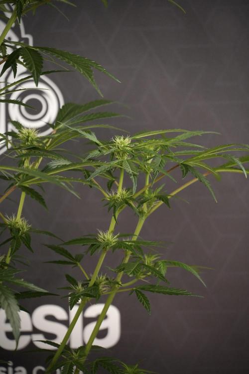 LSD Zamnesia Trippping. Week 8 - LSD 12/12 From seed