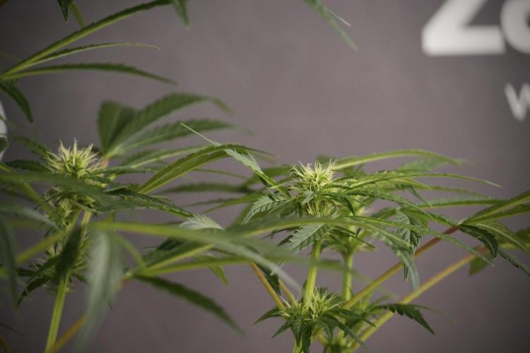 LSD Zamnesia Trippping. Week 8 - LSD 12/12 From seed