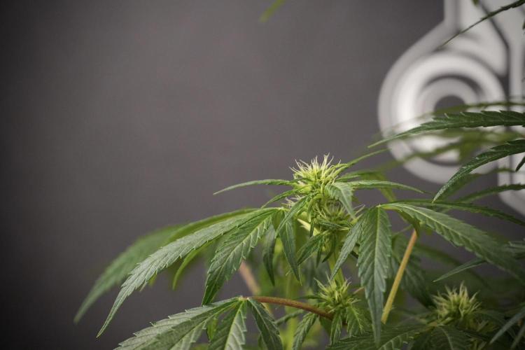 LSD Zamnesia Trippping. Week 8 - LSD 12/12 From seed