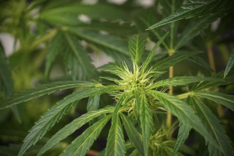 LSD Zamnesia Trippping. Week 8 - LSD 12/12 From seed