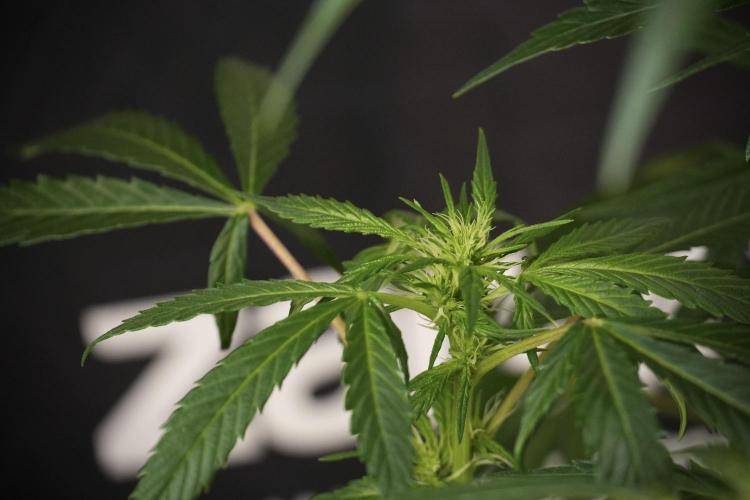 LSD Zamnesia Trippping. Week 8 - LSD 12/12 From seed