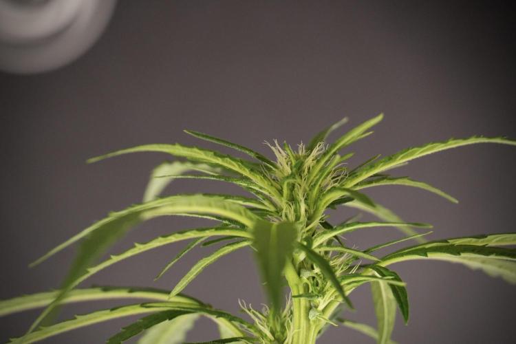 LSD Zamnesia Trippping. Week 8 - LSD 12/12 From seed