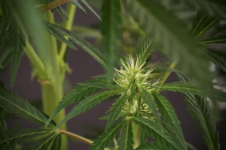 LSD Zamnesia Trippping. Week 8 - LSD 12/12 From seed