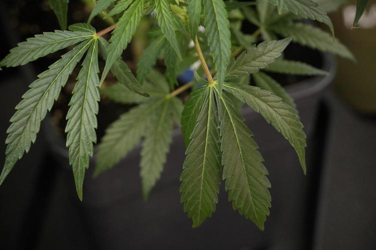 LSD Zamnesia Trippping. Week 8 - LSD 12/12 From seed