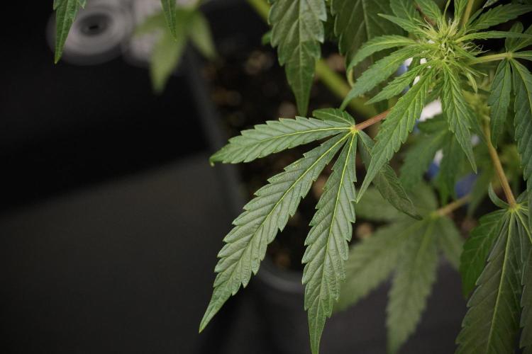 LSD Zamnesia Trippping. Week 8 - LSD 12/12 From seed