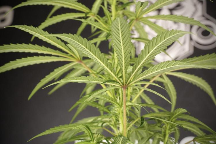 LSD Zamnesia Trippping. Week 8 - LSD 12/12 From seed