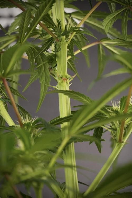 LSD Zamnesia Trippping. Week 8 - LSD 12/12 From seed