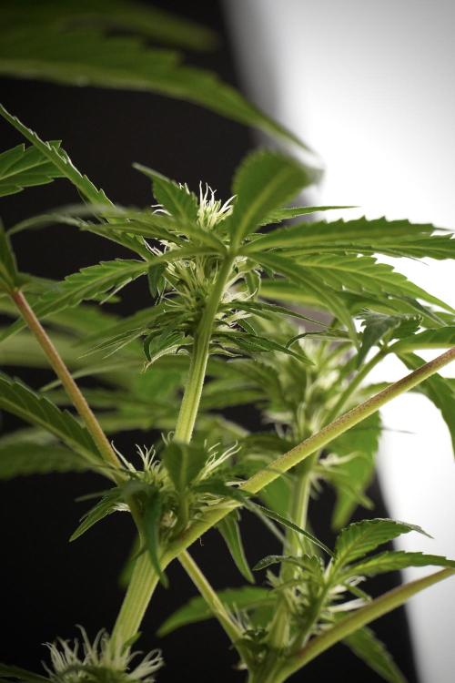 LSD Zamnesia Trippping. Week 8 - LSD 12/12 From seed