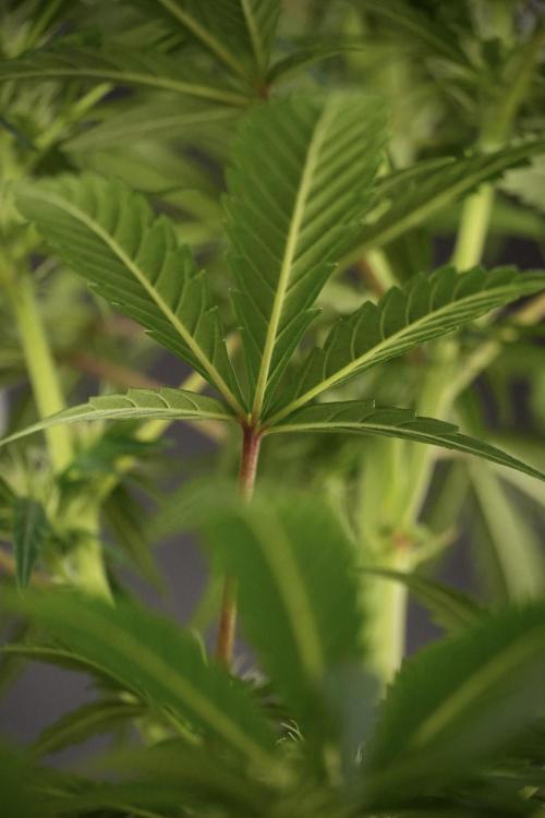 LSD Zamnesia Trippping. Week 8 - LSD 12/12 From seed