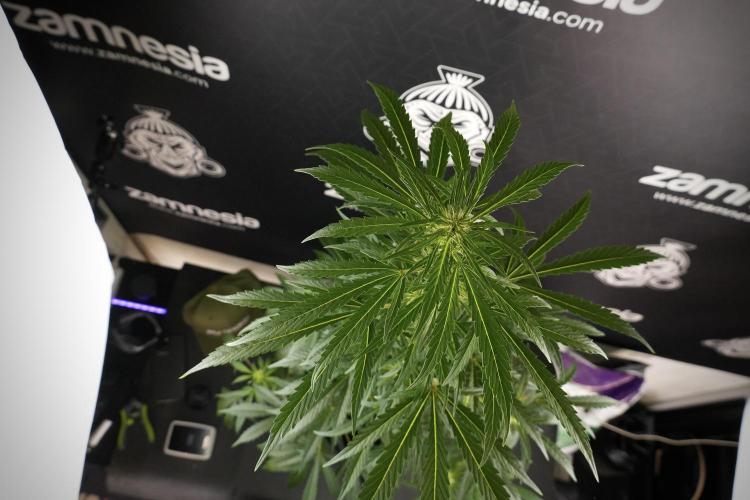 LSD Zamnesia Trippping. Week 8 - LSD 12/12 From seed