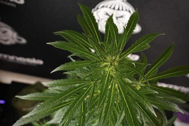 LSD Zamnesia Trippping. Week 8 - LSD 12/12 From seed