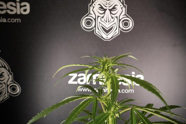 LSD Zamnesia Trippping. Week 8 - LSD 12/12 From seed