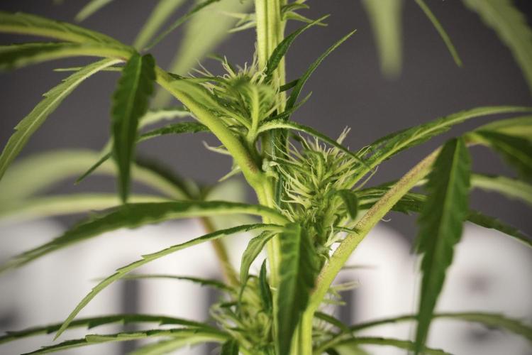 LSD Zamnesia Trippping. Week 8 - LSD 12/12 From seed