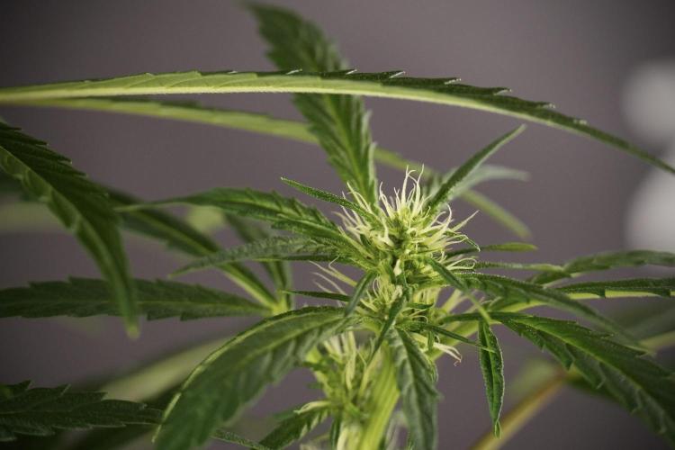 LSD Zamnesia Trippping. Week 8 - LSD 12/12 From seed