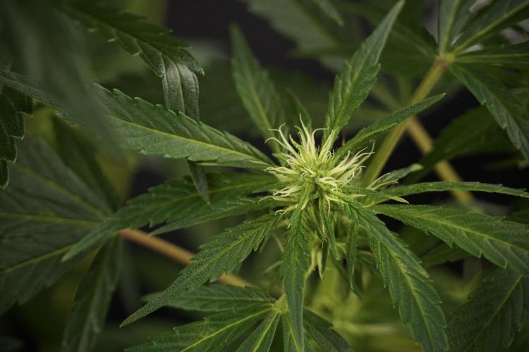 LSD Zamnesia Trippping. Week 8 - LSD 12/12 From seed