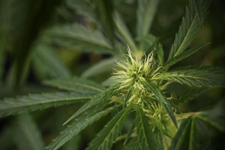 LSD Zamnesia Trippping. Week 8 - LSD 12/12 From seed