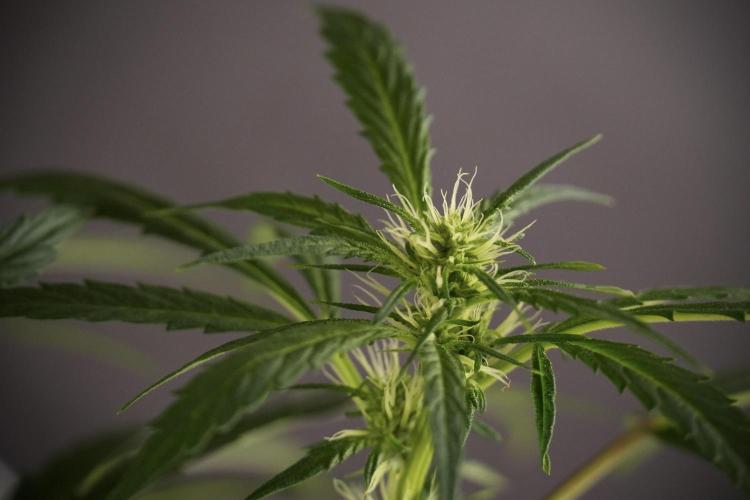 LSD Zamnesia Trippping. Week 8 - LSD 12/12 From seed