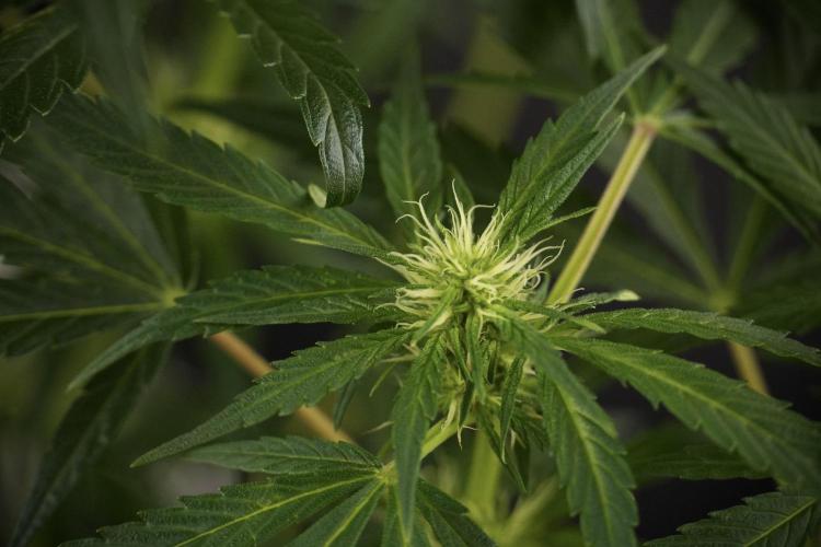 LSD Zamnesia Trippping. Week 8 - LSD 12/12 From seed