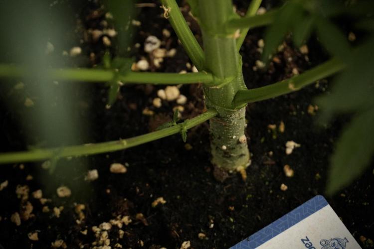 LSD Zamnesia Trippping. Week 8 - LSD 12/12 From seed