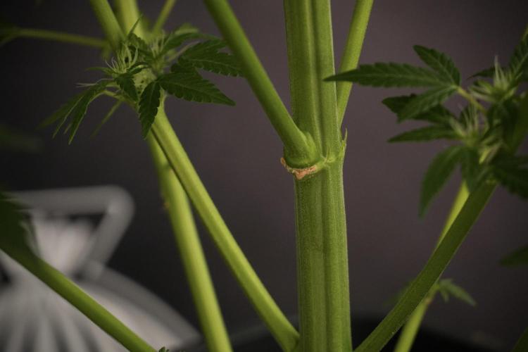 LSD Zamnesia Trippping. Week 8 - LSD 12/12 From seed