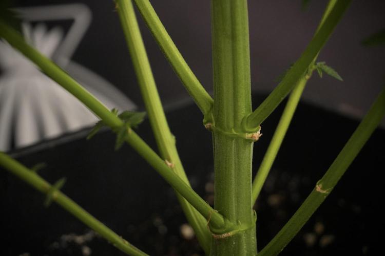 LSD Zamnesia Trippping. Week 8 - LSD 12/12 From seed