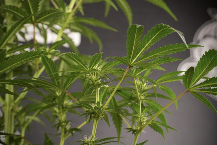 LSD Zamnesia Trippping. Week 8 - LSD 12/12 From seed