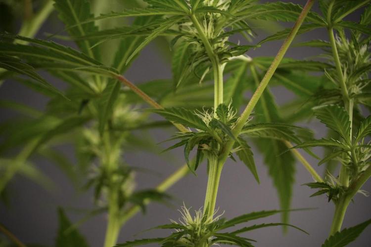 LSD Zamnesia Trippping. Week 8 - LSD 12/12 From seed