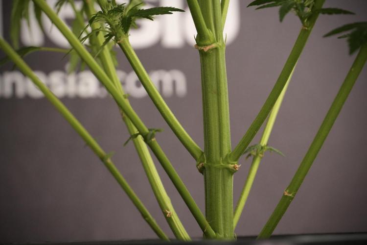 LSD Zamnesia Trippping. Week 8 - LSD 12/12 From seed