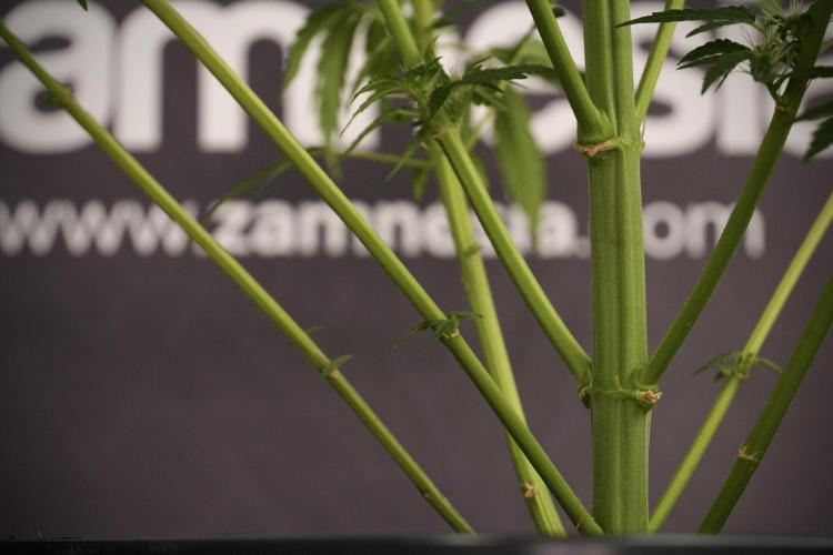 LSD Zamnesia Trippping. Week 8 - LSD 12/12 From seed