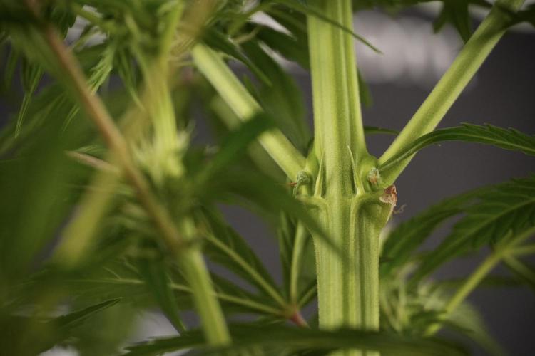 LSD Zamnesia Trippping. Week 8 - LSD 12/12 From seed