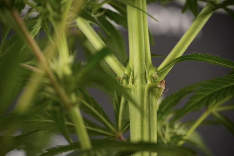 LSD Zamnesia Trippping. Week 8 - LSD 12/12 From seed