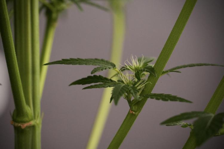 LSD Zamnesia Trippping. Week 8 - LSD 12/12 From seed